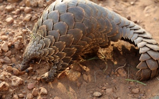 Pangolin_Singapore