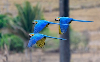 Macaw_Brazil_Amazon