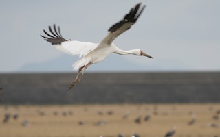 Siberian_White_Crane_Japan