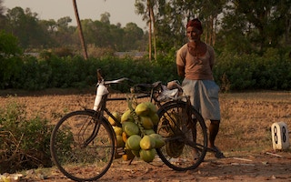 Coconut_Farmer_Revitalisation