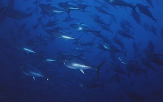 A school of tuna