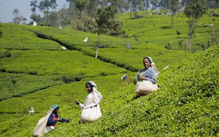 Sri Lanka tea workers